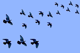 تقرير حقوقى عن الإنتخابات الرئاسية